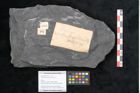 Foto (Objekt + Etikett) von Senftenbergia crenata Lindl. et H. (NHMW-GEO-2024-0188-10937)